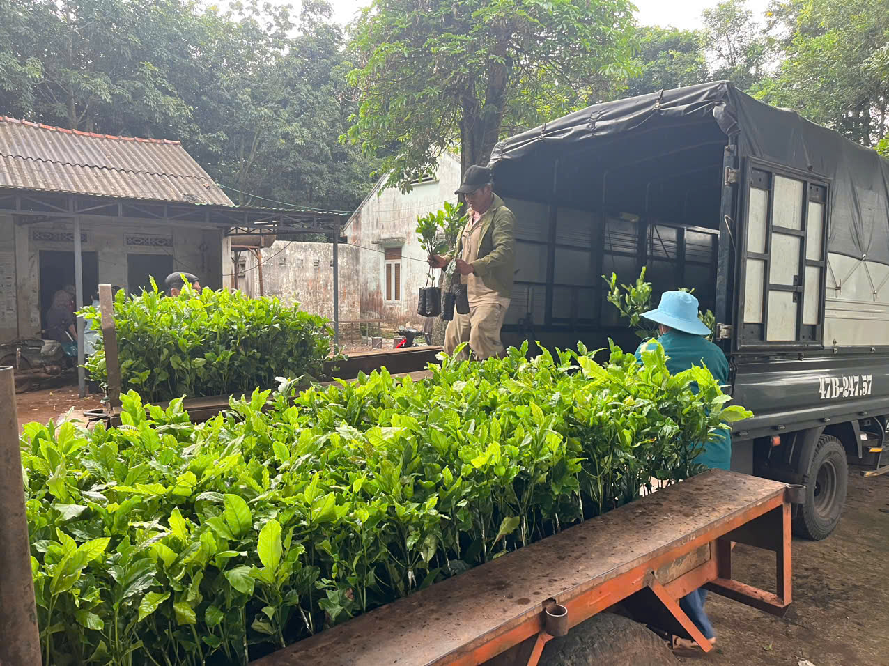 Triển khai xây dựng mô hình “Trồng tái canh Cà phê Vối” năm 2026 tại các hộ nông dân trên địa bàn xã