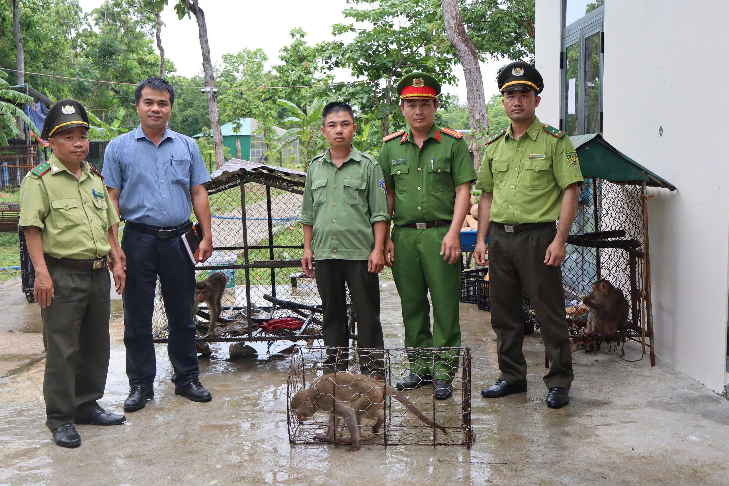 Tiếp nhận, bàn giao ba con khỉ cho Trung tâm bảo vệ động vật hoang dã để thả về môi trường tự nhiên