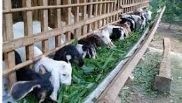 TỪ NGUỒN VỐN VAY TÍN DỤNG CHÍNH SÁCH HỘ VAY XÃ CUÔR ĐĂNG PHÁT TRIỂN KINH TẾ HỘ GIA ĐÌNH